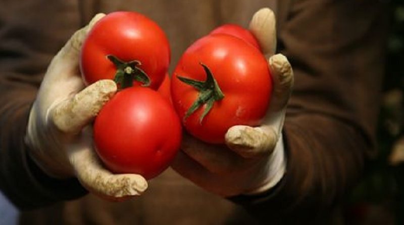 Tomatoes Amazing