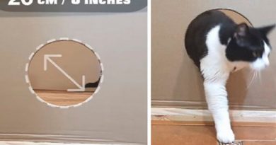 Hole Cat