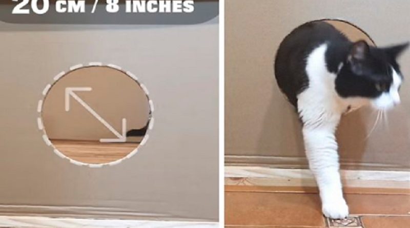 Hole Cat