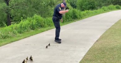 Family Ducklings