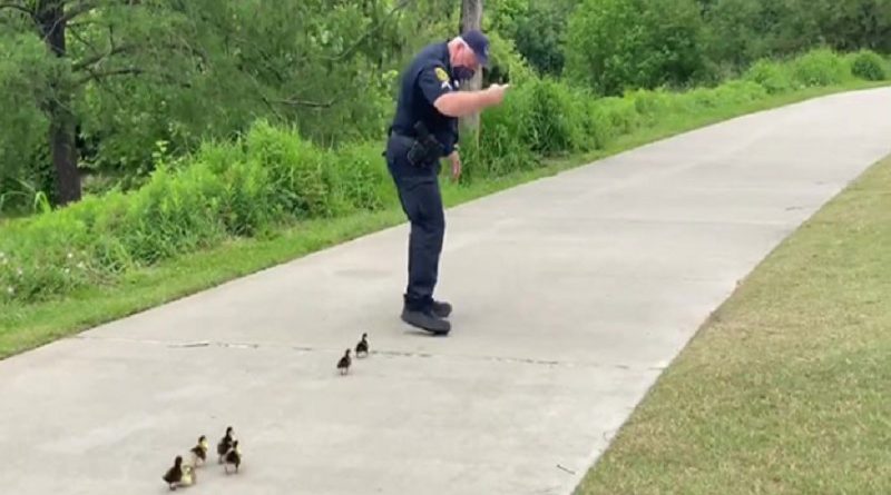 Family Ducklings