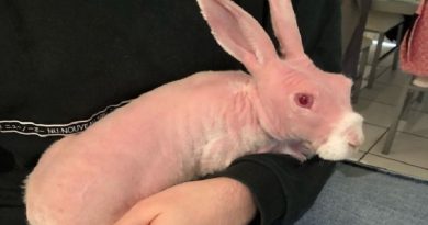 Hairless Bunny