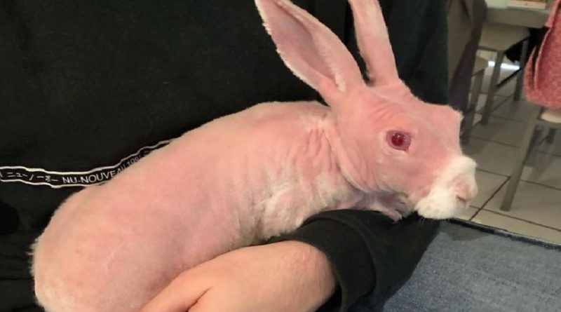 Hairless Bunny