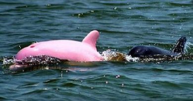 Pink Dolphin