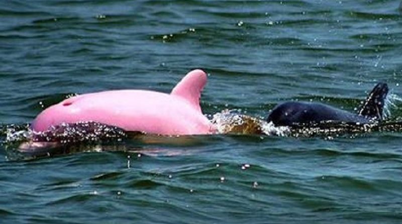 Pink Dolphin