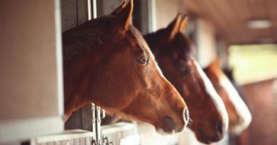 Police Horses