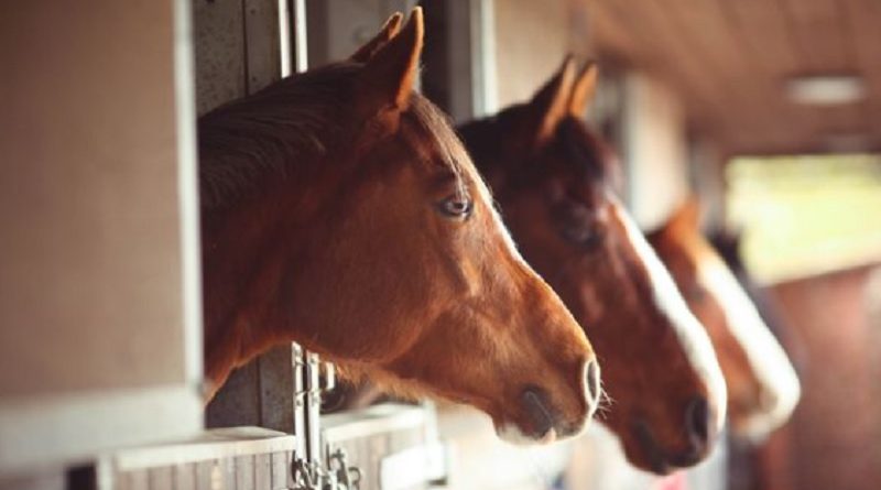 Police Horses