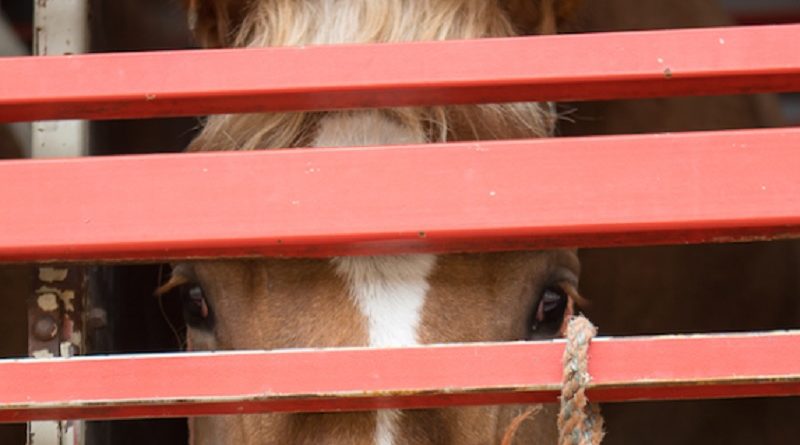 Horses Europe