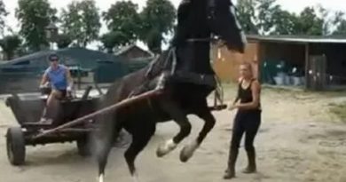 Technique Horse