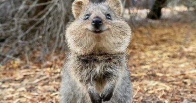 Quokkas