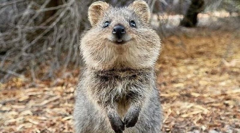 Quokkas