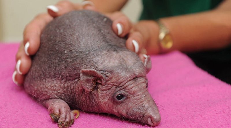 Hedgehog Born