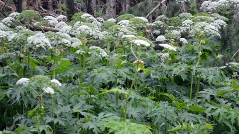 Dangerous Plant