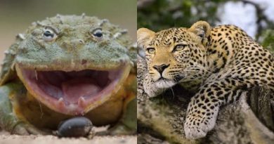 Frog Leopard