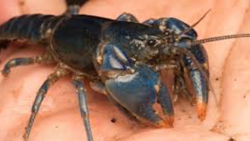 Blue Crayfish