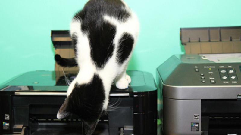 Cats Printers