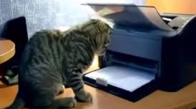 Cats Printers