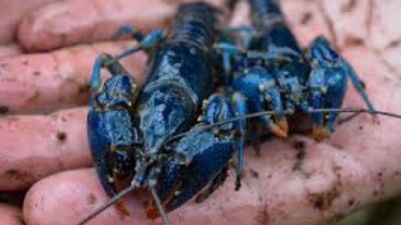 Blue Crayfish