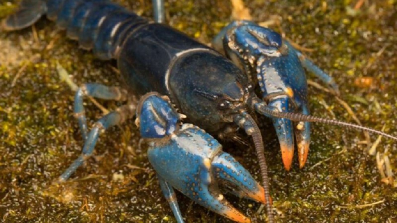 Blue Crayfish