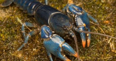 Blue Crayfish