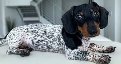 Dachshund Unique