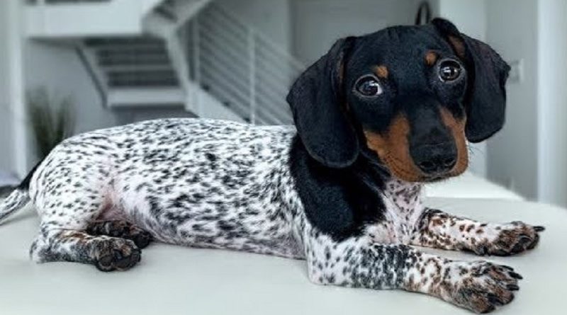 Dachshund Unique