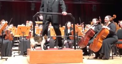 Cat Orchestra