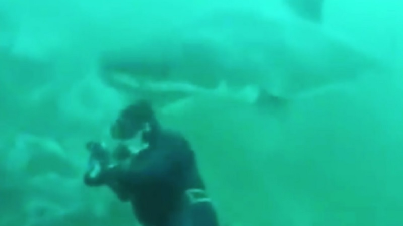 Shark Surprises