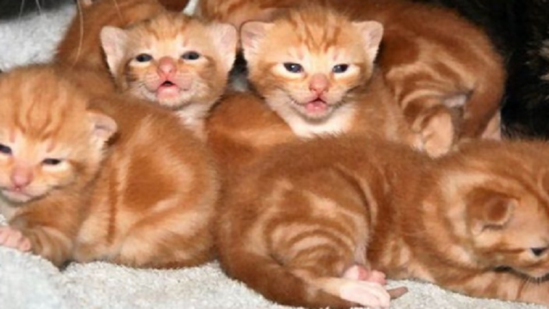 Ginger Kittens