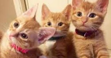 Ginger Kittens