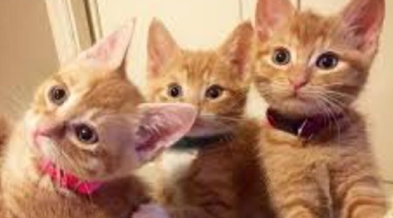 Ginger Kittens