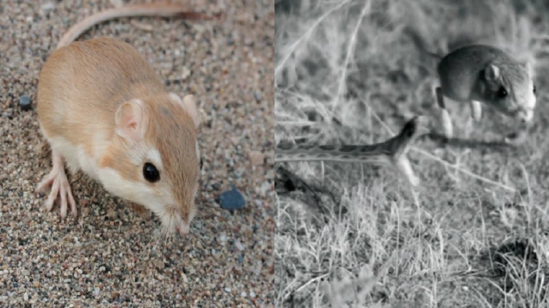 Rats Rattlesnakes