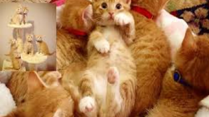 Ginger Kittens