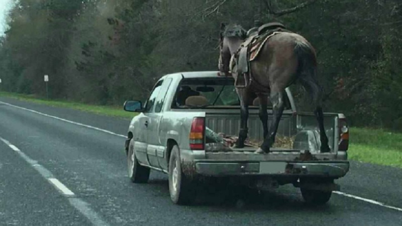 Horse Bed