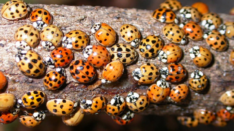 Ladybugs House