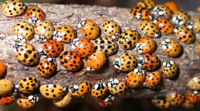 Ladybugs House