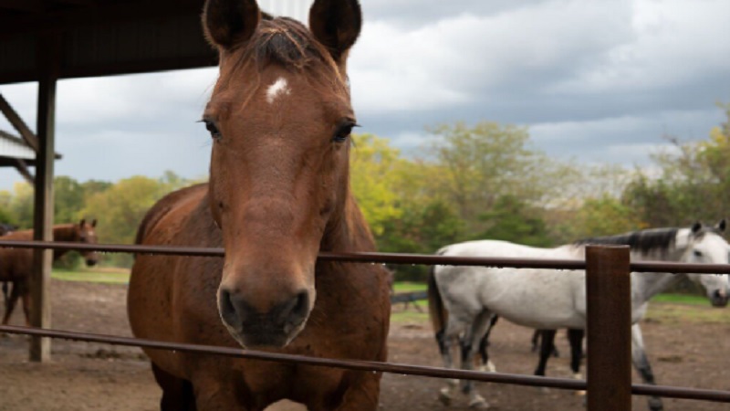 Horses Retire Farms