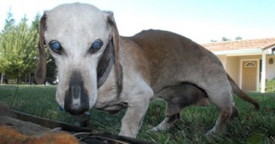 Oldest Dachshund