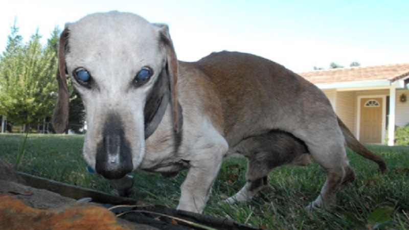 Oldest Dachshund