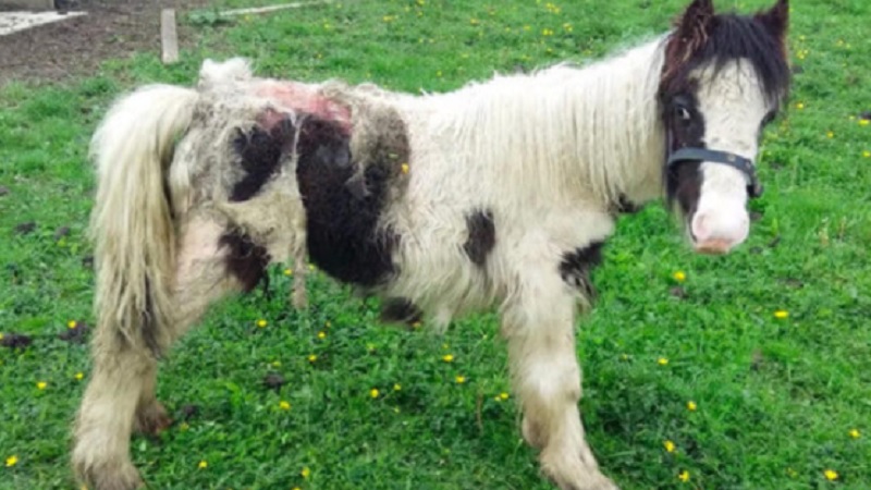 Pony Horrific Maggot