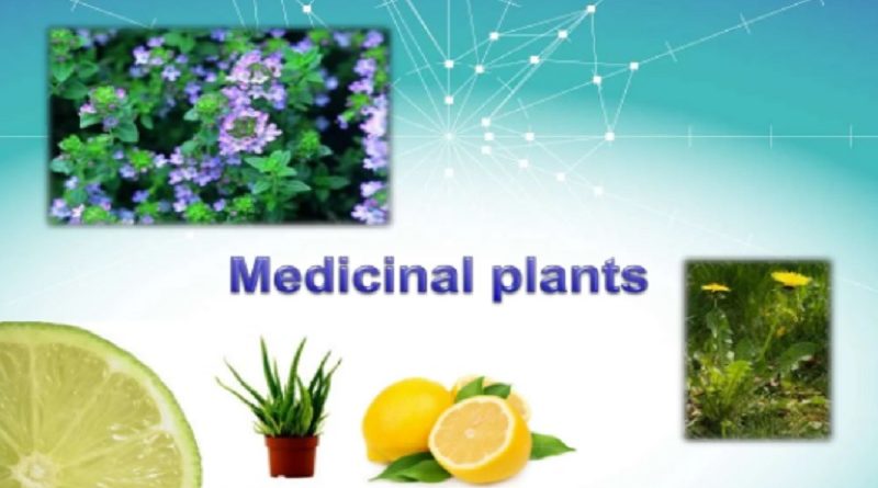 Medicinal Plants